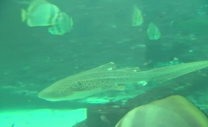 Leonie the leopard shark